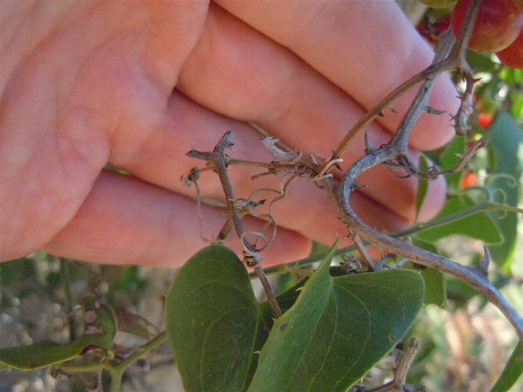 Pianta rampicante con frutti - Smilax aspera